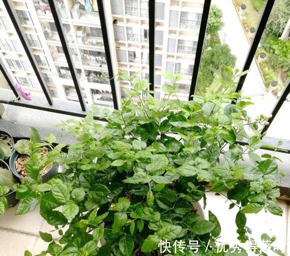 冬天养茉莉,正在“虚弱期”,避开5“惧怕”,开花更劲爆!