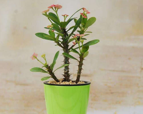 虎刺梅开花少怎么办教你3个小妙招,养出花繁叶茂的虎刺梅