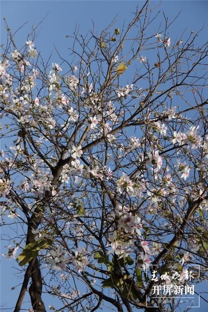 云吧｜施甸：白露花开满山坳，大街小巷卖花香