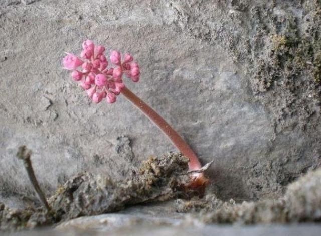 长在石头缝里的开花植物,遇见一棵你就发大财了,来看看你见过吗