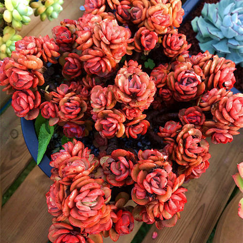 新手养花，不如养盆花中精品“秀妍”，花期超长，养护简单