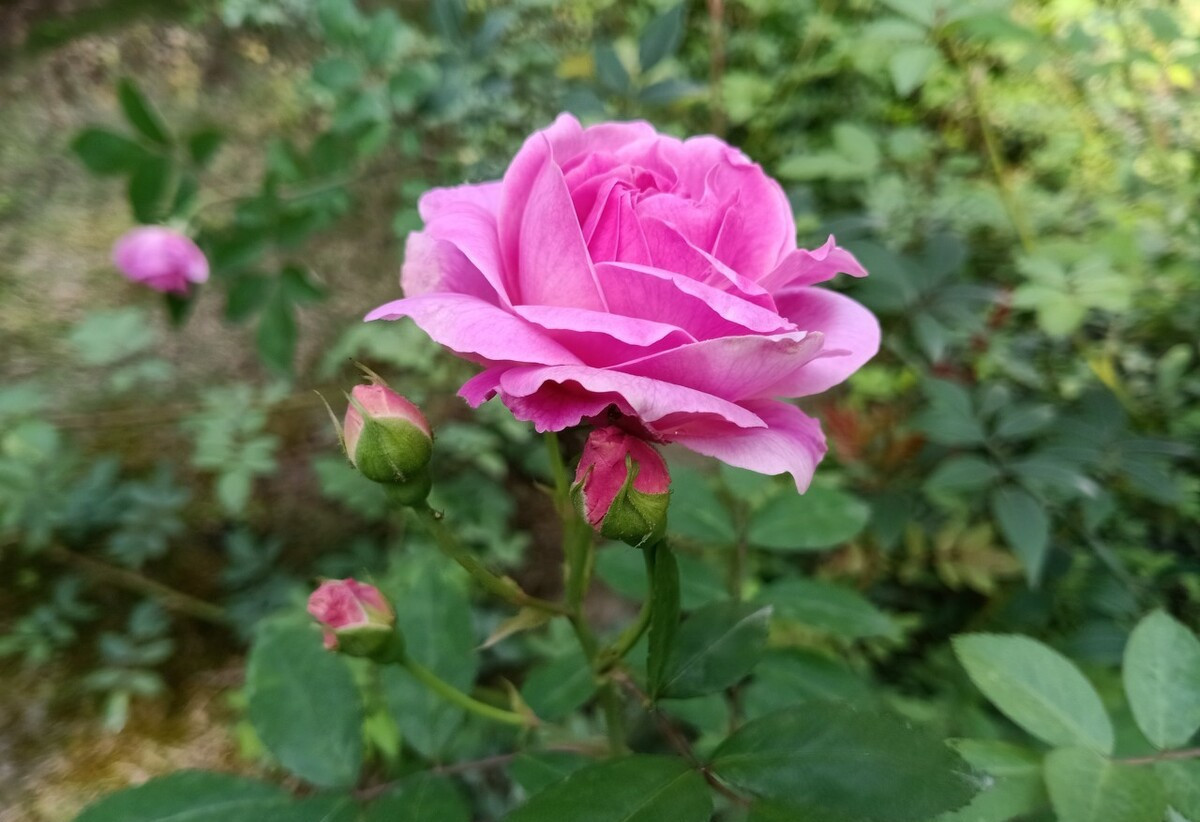 颜值担当|想要打造“高级”花园,春天种上“4种花”,颜值高,爱开花