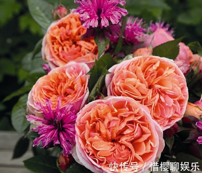 优雅|喜欢牡丹,不如养“高档玫瑰”康沃尔公爵夫人,花开高贵优雅!值