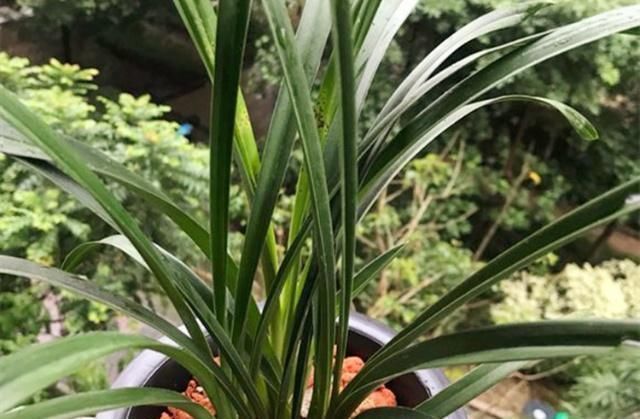 花友们|“它们”是天然的氮磷钾肥,兰花用上了,想不爆盆都难