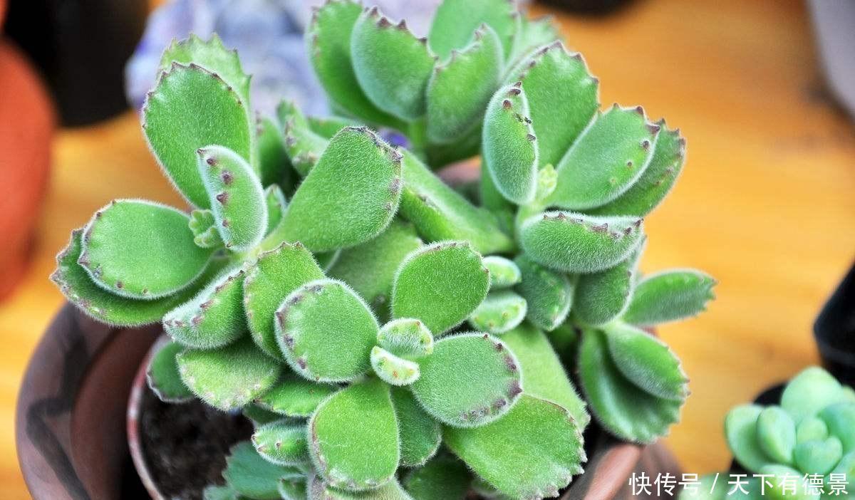 养好熊童子,关键有“2点”,叶子越长越多,又萌又美