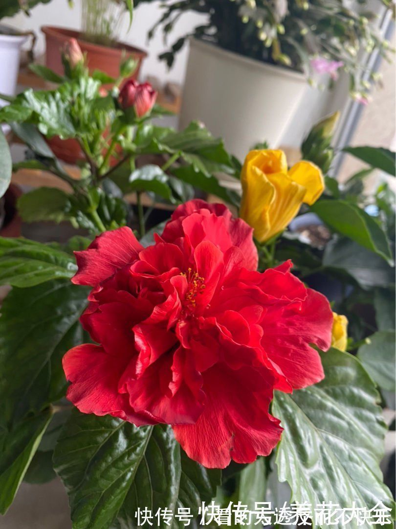 石斛兰|耐阴花就养这5种,阴凉地儿也能开花,颜值一点不比阳性植物低