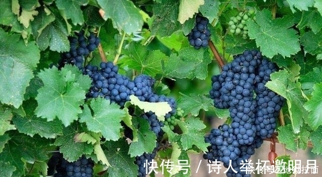 水果|年龄大了这3种水果平时一定要多吃,能帮助失眠还能促进消化!