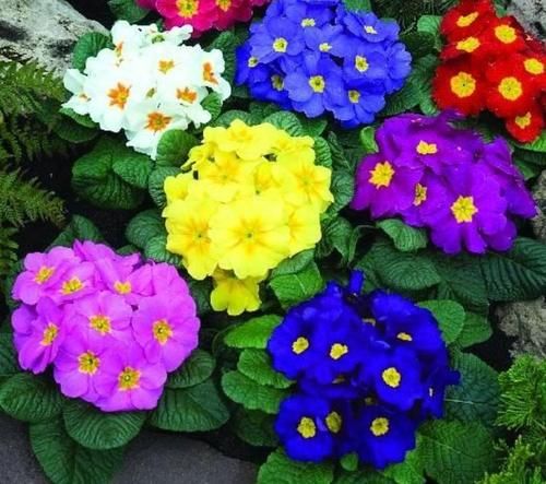 颜值超高的几款花，花姿妖娆，四季繁花似锦，美极了