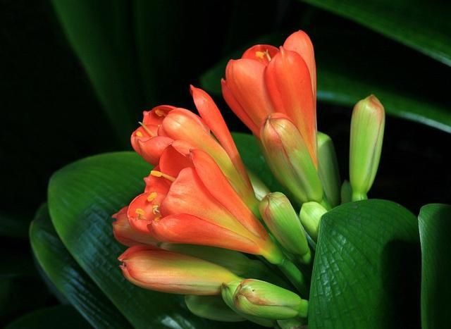 绿宝石|午休丨静待花开终有时