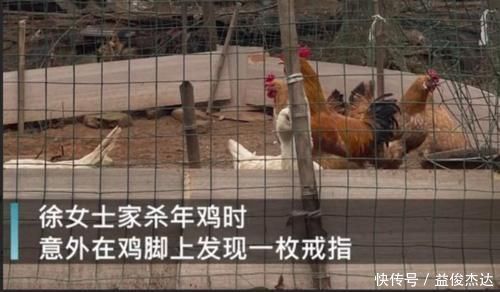 金戒指|一女子回家杀年鸡,拔光毛后发现脚上有金光,一家人都乐开了花