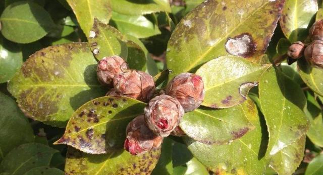 茶花花期做好“三点”，花苞再也不会“打不开”