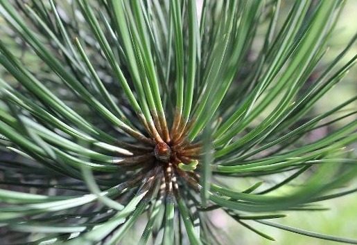 还用“松针”养花快停下，“姿势”不正确、养一盆死一盆！