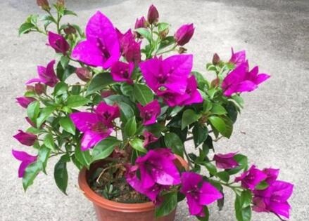 浇水|三角梅开花少“3段式”浇水法,配合2种水,开花多花期长