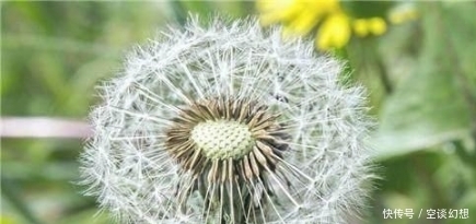 喝了蒲公英茶有什么好處？