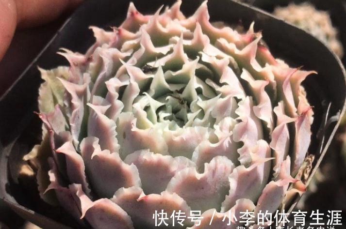 蓝丝绒可爱又好养，叶片有褶皱和透明的冰边，但它并非月影系多肉