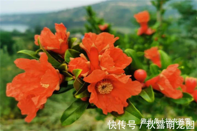 石榴#红楼梦中的芒种节,到底送的是哪位花神,谜底在黛玉的葬花诗前