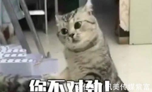 女主|这种日漫,尬吹有意思?