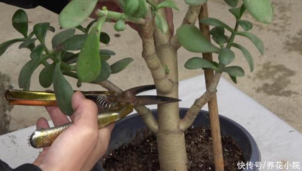 美观|玉树不剪不成型，3种枝条要勤剪，才能长得粗壮，植株美观