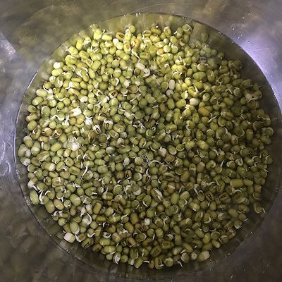 豆芽粉|绿豆芽成长记