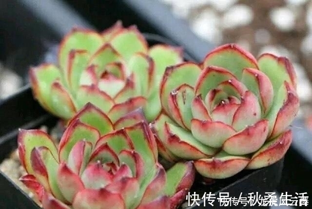 养好多肉植物这些必浇水不能少,间歇水好处最多