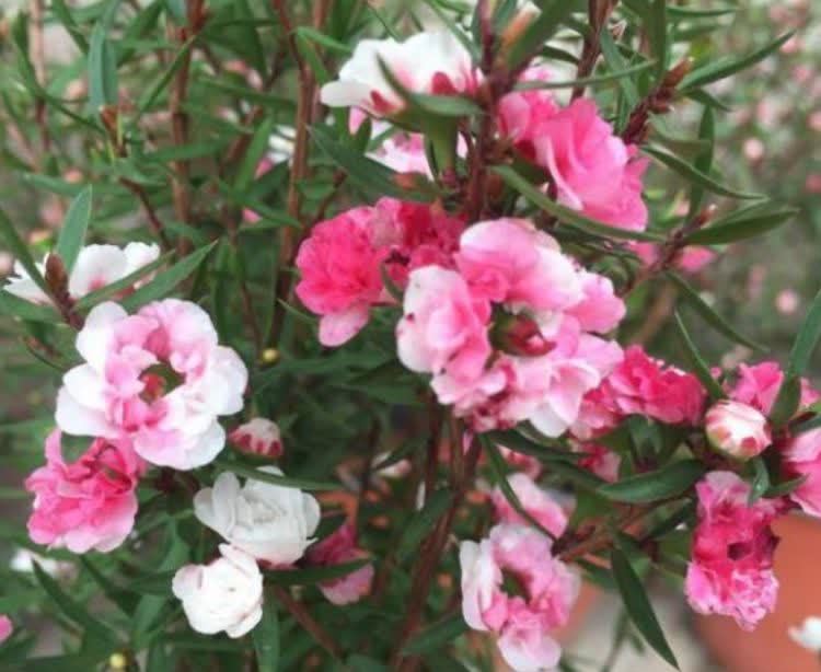 聪明人都养5种花,迷人的花朵,开满整个花盆,快养起来吧!