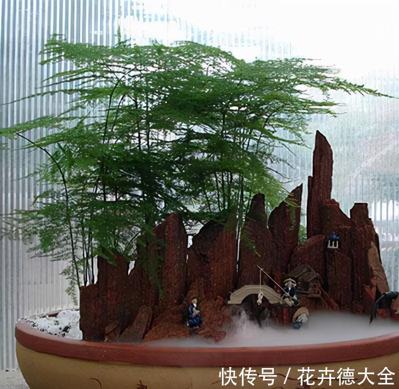 石榴|4种“盆景桩”,品位高大上,懒人花剪一剪,价格翻几倍