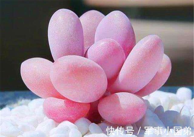 喜欢桃蛋,10月份入手后宠着养,叶子会粉嫩又肥胖