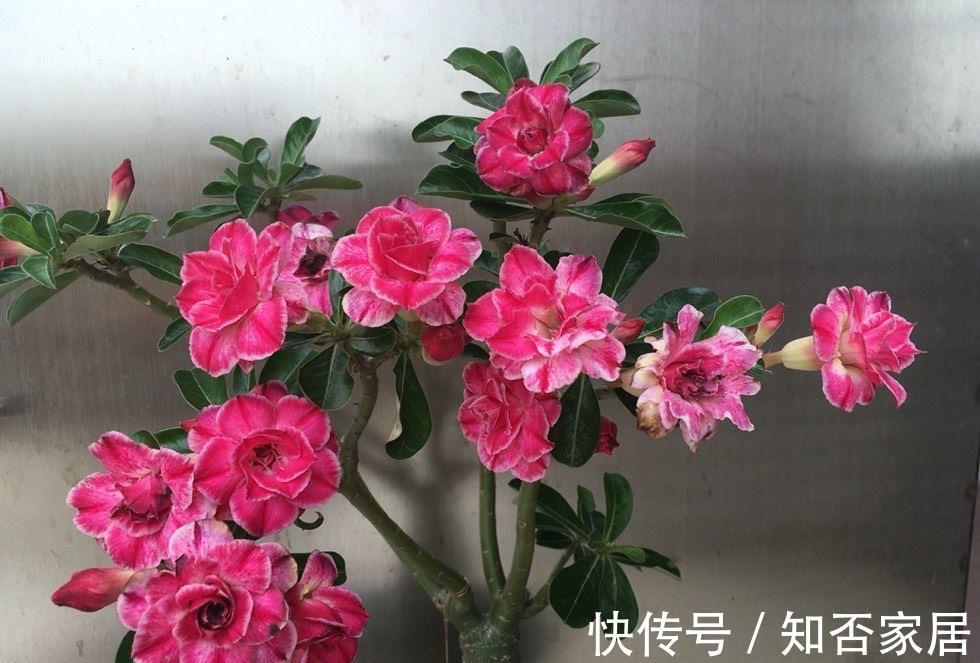 阳台上|4种花耐旱耐高温,花漂亮很好养,不用怎么管也长势很旺