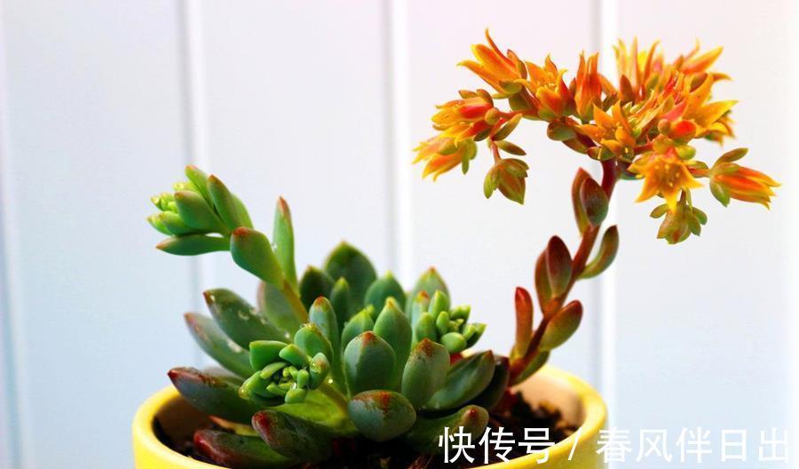 植株|多肉开花怎么办,花开完了怎么处理