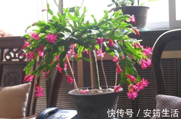 养殖蟹爪兰得注意分阶段施肥,摸清2点,在家制肥养好花