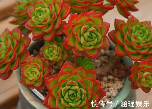 土壤|多肉蒂亚怎么叶插教你3个小步骤,叶插的蒂亚生根快长势旺盛