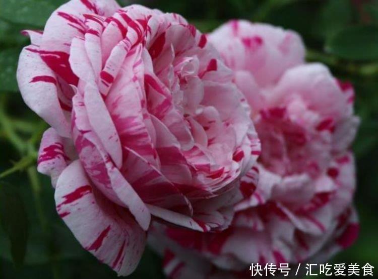 颜值担当|阳台养花,不妨养这4款植物,盛开时繁花似锦,花色美轮美奂
