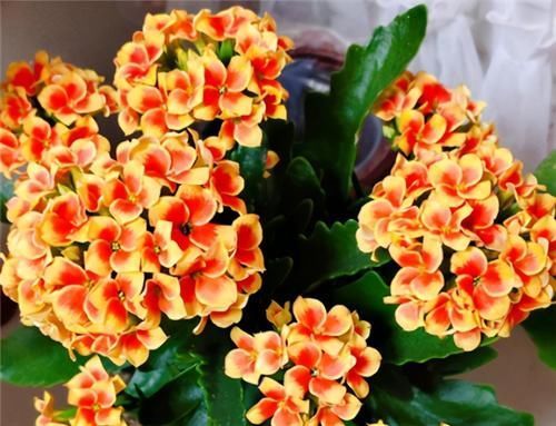 浇水|长寿花不现苞?直接“放大招”,花苞直冒,开花不断大半年