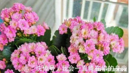秋海棠|4种花养了就爆盆，好养易活开花漂亮，一养就上瘾