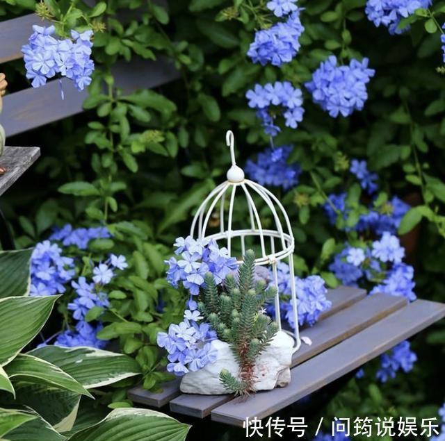 漂亮也好养的“4种花”,枝条能剪下来“扦插”,1年后开花多!