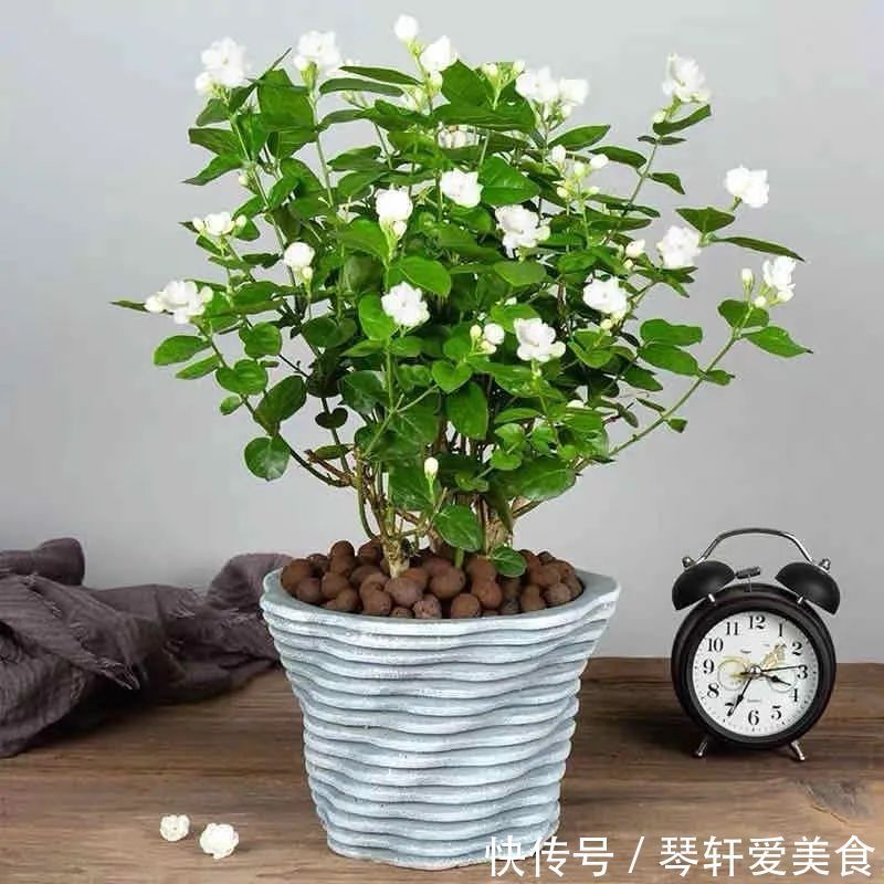 老中医最喜欢的五种花,家里养一盆,越养身体越健康,你家养了吗