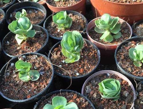 多肉移栽生根快，施肥起到了关键的作用