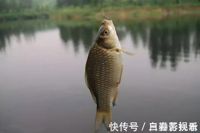 鲫鱼喜欢什么气味，你真的知道吗？这次讲个透彻，咱们一窥究竟