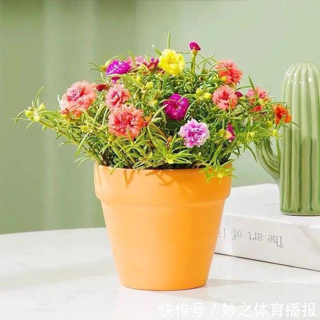 最爱晒太阳的8种花,越晒开花越多,阳台养几盆,开花成海