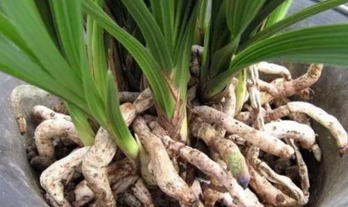 花友们|养花不会换盆,没经验就记住这些方法,换一盆旺一盆,零损伤