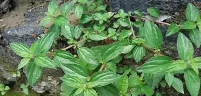 一种野草根像“人参”,农村人挖了当药材用,城里人却不识当杂草