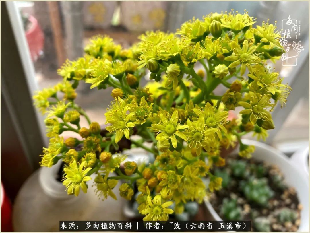 多肉|遇见即美，花事未荼蘼！种一桌子多肉，看花开花落！