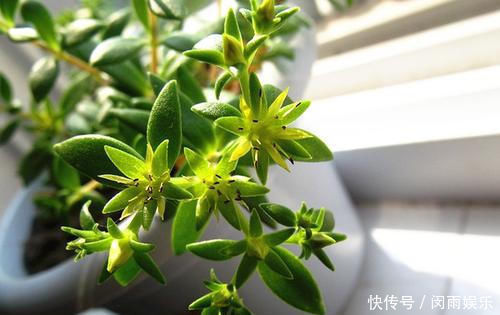 客厅养花,不如养盆垂盆草,生机勃勃,圣洁高贵