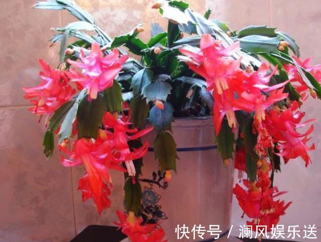 开花|想让蟹爪兰在“春节”开花，提前“喂点它”，花芽乱窜，花朵多！