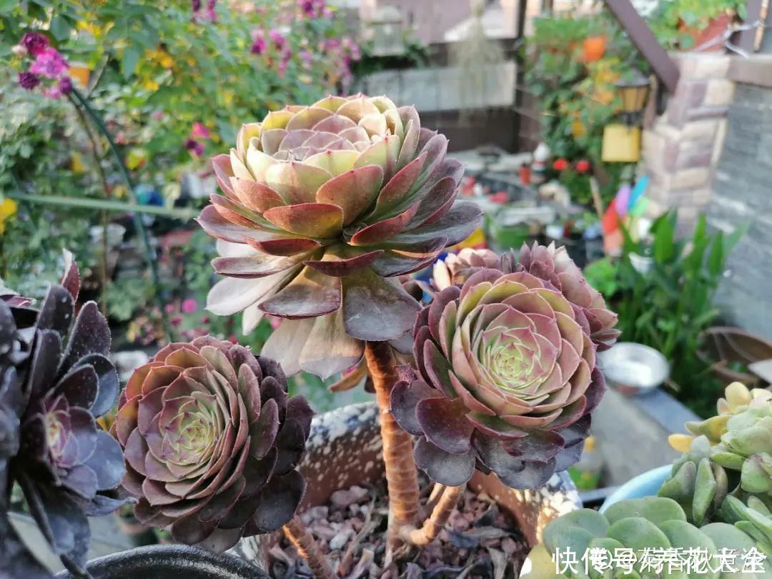 休眠|7种情况不能施肥,像毒药一样,浇完花就烧死