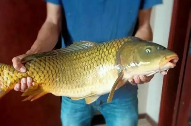 钓鱼时,选用粗尾漂还是细尾漂?老钓手:至少一半钓鱼人用错了