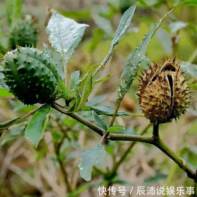 4种“大毒花”,家里经常养,修剪要小心,别碰上