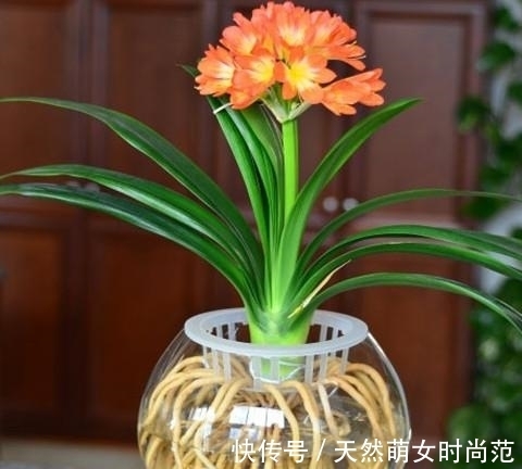 浇水|君子兰一年四季如何浇水?教你4个“黄金浇水法”,一般人不外传