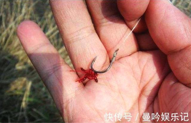 为什么用蚯蚓钓鲫鱼的人越来越少?告诉你蚯蚓与红虫的差距