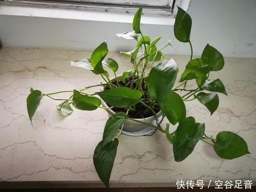 卫生间|卫生间适合养“4种花”,不仅耐旱、易养活,还可除菌、净化废气